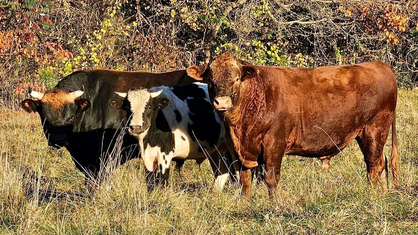 Bull Merch