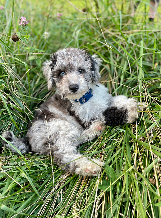 Bentley